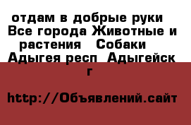 отдам в добрые руки - Все города Животные и растения » Собаки   . Адыгея респ.,Адыгейск г.